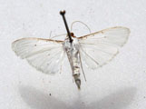 Palpita vitrealis